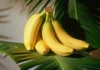 These Foods Can Change Your Mood, Foods Can Change Your Mood, Mood Change Foods, Are You In A Good Mood?, Change Your Mood, Good Mood, Healthy Mood-Boosting Foods, Foods To Uplift Your Mood, Mood Boosting Foods, Good Mood Foods, Health, Health News, Health Tips, Healthy Food, Healthy Diet, Fitness, Mango News, Mango News Telugu