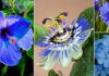 Butterfly Pea Flowers That Delay Old Age, Delay Old Age, Blue Flowers Benefits, Health Benefits Of Blue Flowers, Blue Flowers Advantages, Blue Flowers Tea, Blue Flowers That Enhance The Beauty Immensely, Butterfly Pea Flower, Butterfly Pea Flower Tea, Flowers That Delay Old Age, Health, Health News, Health Tips, Healthy Food, Healthy Diet, Fitness, Mango News, Mango News Telugu