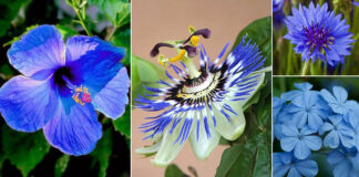 Butterfly Pea Flowers That Delay Old Age, Delay Old Age, Blue Flowers Benefits, Health Benefits Of Blue Flowers, Blue Flowers Advantages, Blue Flowers Tea, Blue Flowers That Enhance The Beauty Immensely, Butterfly Pea Flower, Butterfly Pea Flower Tea, Flowers That Delay Old Age, Health, Health News, Health Tips, Healthy Food, Healthy Diet, Fitness, Mango News, Mango News Telugu