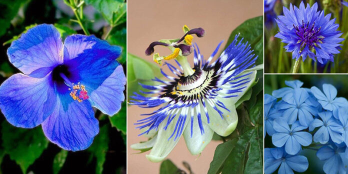 Butterfly Pea Flowers That Delay Old Age, Delay Old Age, Blue Flowers Benefits, Health Benefits Of Blue Flowers, Blue Flowers Advantages, Blue Flowers Tea, Blue Flowers That Enhance The Beauty Immensely, Butterfly Pea Flower, Butterfly Pea Flower Tea, Flowers That Delay Old Age, Health, Health News, Health Tips, Healthy Food, Healthy Diet, Fitness, Mango News, Mango News Telugu