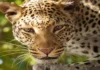 Dog Escaped From Leopard Attack, Leopard Attack, Leopard Attack On Dog Escaped, Dog Escaped From Leopard, Dog Attack, India, Leopard, Rajasthan, Leopard Enters House In Rajasthan, Leopard Attack On Pet Dog In Rajasthan, Dog Escapes Attacking Leopard, Rajasthan, Rajasthan Live Updates, Rajasthan Latest News, Live Updates, Breaking News, Headlines, Live News, Mango News, Mango News Telugu