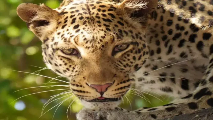 Dog Escaped From Leopard Attack, Leopard Attack, Leopard Attack On Dog Escaped, Dog Escaped From Leopard, Dog Attack, India, Leopard, Rajasthan, Leopard Enters House In Rajasthan, Leopard Attack On Pet Dog In Rajasthan, Dog Escapes Attacking Leopard, Rajasthan, Rajasthan Live Updates, Rajasthan Latest News, Live Updates, Breaking News, Headlines, Live News, Mango News, Mango News Telugu