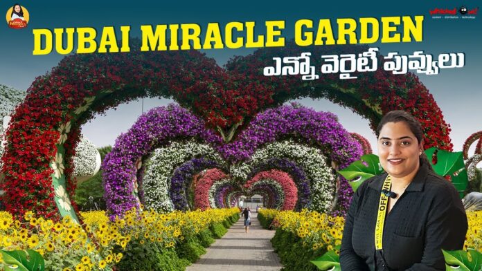 Miracle Garden Dubai Worlds Largest Garden, Dubai Miracle Garden, Dubai Vlog, Dubai Vlog Telugu, Manogna Suryadevara, Miracle Garden Dubai, Walking Tour, World’s Largest Garden, Dubai Budget Shopping, Dubai Shopping, Meena Bazaar Dubai, Travel Vlog, Night View At Palm, Dubai, Manogna Suryadevara, Manogna Suryadevara Latest Videos, Manogna Suryadevara Videos, Manogna Suryadevara Travel Videos, Manogna Suryadevara Vlogs, Manogna Suryadevara Fun Videos, Mango News, Mango News Telugu