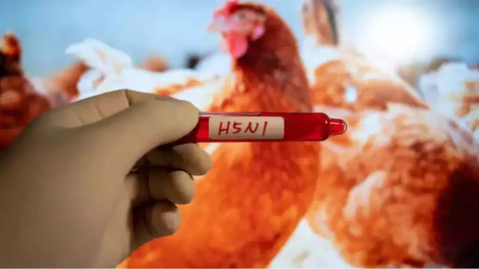 The World Is Facing Another Disaster, Another Disaster, Another Disaster For World, Corona, H5N1, Scientists’ Warnings, The World Is Facing Another Disaster, Zika Virus, Avian Influenza A, H5N1 Virus News, H5N1 Pandemic 2024, H5N1 Virus In Humans, Bird Flu, Threat Of Bird Flu, Bird Flu Virus, National News, International News, Live Updates, Breaking News, Headlines, Live News, Mango News, Mango News Telugu