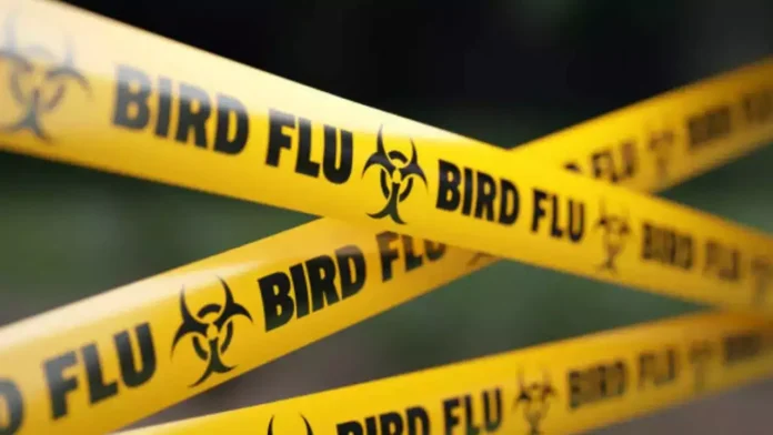 Bird Flu Terror In America, Bird Flu Terror, Bird Flu In America, America, Avian Influenza, Bird Flu, Louisiana, The World Is Facing Another Disaster, Zika Virus, Avian Influenza A, H5N1 Virus News, H5N1 Pandemic 2024, H5N1 Virus In Humans, Bird Flu, Threat Of Bird Flu, Bird Flu Virus, National News, International News, Live Updates, Breaking News, Headlines, Live News, Mango News, Mango News Telugu