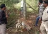 Leopard Tragedy In Metlapalli Wildcat Caught And Killed In Trap, Wildcat Caught And Killed In Trap, Leopard Tragedy In Metlapalli, Leopard Tragedy, Leopard Caught And Killed In Trap, Forest Department Investigation, Human–Wildlife Conflict, Leopard Death In Trap, Metlapalli Leopard Incident, Wildlife In Villages, Andhra Pradesh, AP Live Updates, AP Politics, Political News, Live Updates, Breaking News, Headlines, Live News, Mango News, Mango News Telugu