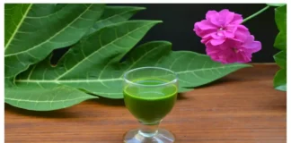 So Many Health Benefits Of Papaya Leaf Juice, Health Benefits Of Papaya, Papaya Leaf Juice Benefits, Benefits Papaya Leaf Juice, Health Benefits Of Papaya Juice, Papaya, Papaya Benefits, Papaya Fruit, Papaya Leaf Juice, Health, Health News, Health Tips, Healthy Food, Healthy Diet, Fitness, Mango News, Mango News Telugu