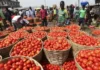 Tomato Farmers Troubles, Farmers Troubles, Tomato Farmers, Tomato Troubles, AP, Hyderabad, Madanapalle, Tomato, Tomato Problems, Tomato Farmers Struggles, Farmers, AP Politics, TS Live Updates, Political News, Telangana, Andhra Pradesh, Live Updates, Breaking News, Live News, Mango News, Mango News Telugu