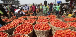 Tomato Farmers Troubles, Farmers Troubles, Tomato Farmers, Tomato Troubles, AP, Hyderabad, Madanapalle, Tomato, Tomato Problems, Tomato Farmers Struggles, Farmers, AP Politics, TS Live Updates, Political News, Telangana, Andhra Pradesh, Live Updates, Breaking News, Live News, Mango News, Mango News Telugu