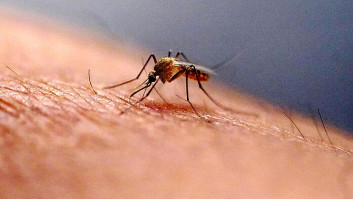 Zika Virus Scare Andhra Pradesh Reports A Possible Case