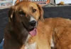 30 Lakh Dogs To Be Killed Moroccos Shocking Plan For Fifa World Cup - 2030