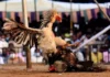Beneath The Cockfighting Craze Gambling Boom And ₹300 Crore Bets,Cockfighting,Gambling,Illegal Betting,Sankranti Celebrations,Telugu States,Festivals,Mango News Telugu,Mango News,Makar Sankranti 2025,Happy Makar Sankranti 2025,Sankranti Festival,Makar Sankranti Celebrations 2025,Sankranti Festival 2025,Makar Sankranti 2025,Sankranti 2025,Sankranti Festival,Sankranti Festival History,Makar Sankranti History,Makar Sankranti Significance,Sankranti Celebrations,Sankranthi Celebrations In Godavari,Sankranthi Celebrations In Telugu States,Sankranti Festival Celebrations,Sankranti Celebrations In Andhra Pradesh,Sankranti Cockfighting Betting,Cockfights Sankranti Festivities In Andhra Pradesh,Makar Sankranti Cockfight and Gambling Events,Sankranti Cockfighting In Andhra Pradesh,Cock Fights Betting In Godavari Districts