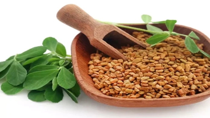 Do You Know How Good Fenugreek Is, Advantages Fenugreek, Benefits Of Fenugreek, Fenugreek Health Benefits, Fenugreek, Hair Loss, Health, Black Hair, Black Tea, Mehndi, White Hair, Dandruff, Experts, Hair Loss, Hair Loss Tips, Effects Of Hair Loss, Home Remedies for Dry Hair, Tips For Black Hair, Black Hair Tips, Health News, Health Tips, Healthy Food, Healthy Diet, Fitness, Mango News, Mango News Telugu