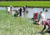 Money In Their Accounts In Telangana, Money In Their Accounts, Indiramma Atmiya Bharosa, Indiramma Illu, Money In Farmers’ Accounts In Telangana, New Ration Card Issuance Schemes, Rythu Bharosa, New Ration Cards In Telangana, Telangana Government Good News, CM Revanth Reddy, Hyderabad Live Updates, Latest Hyderabad News, Telangana, TS Live Updates, Political News, Live Updates, Breaking News, Headlines, Live News, Mango News, Mango News Telugu