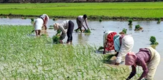 Money In Their Accounts In Telangana, Money In Their Accounts, Indiramma Atmiya Bharosa, Indiramma Illu, Money In Farmers’ Accounts In Telangana, New Ration Card Issuance Schemes, Rythu Bharosa, New Ration Cards In Telangana, Telangana Government Good News, CM Revanth Reddy, Hyderabad Live Updates, Latest Hyderabad News, Telangana, TS Live Updates, Political News, Live Updates, Breaking News, Headlines, Live News, Mango News, Mango News Telugu