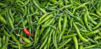 Dont Take Green Chilies Lightly