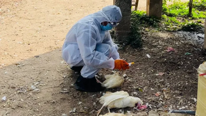 Can You Eat Chicken Is Bird Flu A Real Threat AP Government Clarifies