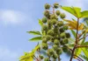 There Are Many Benefits Of Massaging Castor Oil On The Navel Daily