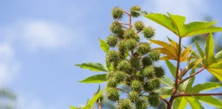 There Are Many Benefits Of Massaging Castor Oil On The Navel Daily