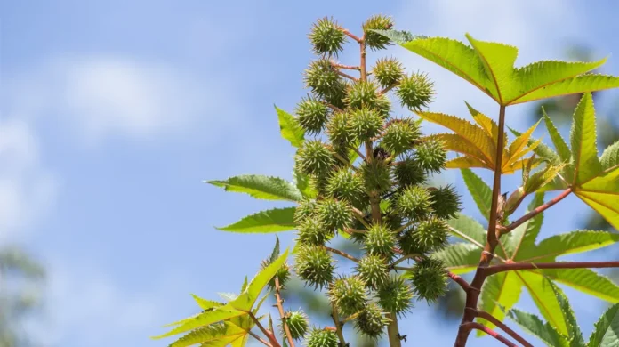 There Are Many Benefits Of Massaging Castor Oil On The Navel Daily