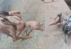 Featherless Rooster Genetic Disorder Or Natures Wonder