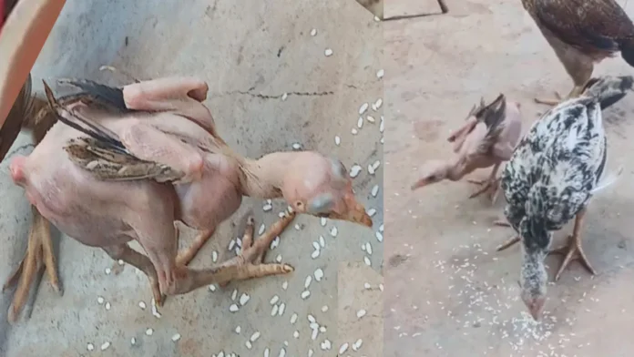 Featherless Rooster Genetic Disorder Or Natures Wonder