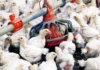 Mysterious Virus Shakes Poultry Industry Chicken Prices Crash, Mysterious Virus Shakes Poultry Industry, Chicken Prices Crash, Mysterious Virus, Virus To Poultry Forms, Chicken, Chicken Prices, H5N1 Virus, Poultry Industry, Hyderabad, Hyderabad Live Updates, Latest Hyderabad News, Telangana, TS Politics, TS Live Updates, Andhra Pradesh, AP Live Updates, AP Politics, Political News, Mango News, Mango News Telugu