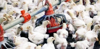 Mysterious Virus Shakes Poultry Industry Chicken Prices Crash, Mysterious Virus Shakes Poultry Industry, Chicken Prices Crash, Mysterious Virus, Virus To Poultry Forms, Chicken, Chicken Prices, H5N1 Virus, Poultry Industry, Hyderabad, Hyderabad Live Updates, Latest Hyderabad News, Telangana, TS Politics, TS Live Updates, Andhra Pradesh, AP Live Updates, AP Politics, Political News, Mango News, Mango News Telugu