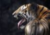 Farmers Unexpected Face Off With A Tiger What Happened Next Will Shock You, Farmers Unexpected Face Off With A Tiger, What Happened Next Will Shock You, Unexpected Face Off With A Tiger, Uttar Pradesh Tiger Incident, Farmer, Tiger, Uttar Pradesh, Viral Video, Wildlife, Latest Uttar Pradesh News, UP News, India, National News, Live Updates, Breaking News, Headlines, Live News, Mango News, Mango News Telugu