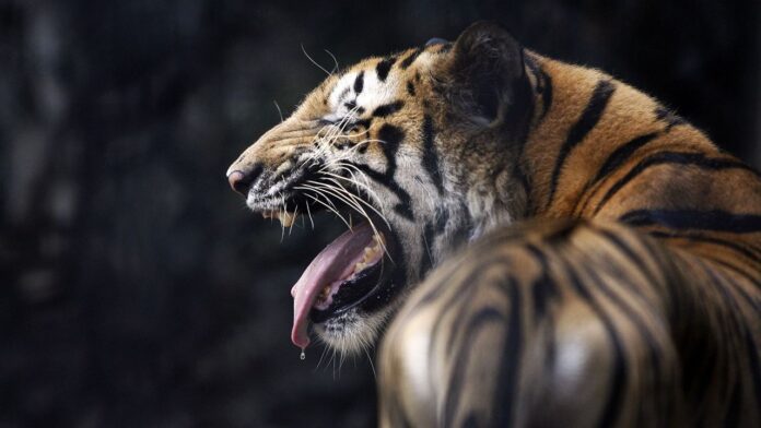 Farmers Unexpected Face Off With A Tiger What Happened Next Will Shock You, Farmers Unexpected Face Off With A Tiger, What Happened Next Will Shock You, Unexpected Face Off With A Tiger, Uttar Pradesh Tiger Incident, Farmer, Tiger, Uttar Pradesh, Viral Video, Wildlife, Latest Uttar Pradesh News, UP News, India, National News, Live Updates, Breaking News, Headlines, Live News, Mango News, Mango News Telugu