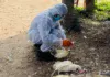 Can You Eat Chicken Is Bird Flu A Real Threat AP Government Clarifies