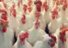 Bird Flu Terror In Telugu States, Bird Flu Terror, Chickens, Chickens To Humans, Bird Flu Terror, Avian Influenza, Bird Flu, Zika Virus, Avian Influenza A, H5N1 Virus News, H5N1 Pandemic 2025, H5N1 Virus In Humans, Bird Flu, Threat Of Bird Flu, Bird Flu Virus, H5N1 Virus, Poultry Industry, Hyderabad, Hyderabad Live Updates, Latest Hyderabad News, Telangana, TS Politics, TS Live Updates, Andhra Pradesh, AP Live Updates, AP Politics, Political News, Mango News, Mango News Telugu
