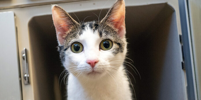 New Threat To Pet Cats FPV Virus Spreading Rapidly