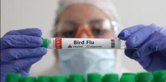 Girl Dies Of Bird Flu Is That The Reason,Mango News,Mango News Telugu,A Sporadic Case,Aiims Doctors,Bird Flu,Girl Dies Of Bird Flu,Influenza Subtype Influenza,Fatal H5N1 case reported in India's Andhra Pradesh state,Fatal H5N1 case,Bird Flu News,Bird Flu Latest News,Bird Flu Updates,Bird Flu Live Updates,Bird Flu In AP,First Human Death From Bird Flu In Andhra Pradesh,2 Year Old Girl Dies Due To Bird Flu In Andhra,Andhra Pradesh News,Andhra Pradesh Latest News,AP,AP News,AP Latest News,Andhra Pradesh,Bird Flu In Andhra Pradesh,Andhra Pradesh Bird Flu News,Bird Flu In Andhra,Bird Flu In AP