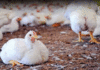 Bird Flu Scare In Telangana Authorities On High Alert,Bird Flu,Health Alert,Poultry Farm,telangana,Virus Outbreakxz,Mango News,Mango News Telugu,Telangana,Telangana News,Telangana Latest News,Telangana Bird Flu,Telangana Bird Flu News,Telangana Bird Flu Latest News,Bird Flu In Telangana,Bird Flu Outbreak In Telangana,Bird Flu Strikes Telangana,Poultry Farm Infected,Chickens,Poultry,Bird Flu Outbreak Near Hyderabad Claims Thousands Of Chickens,Bird Flu In Hyderabad,Bird Flu Scare In Telangana,Telangana On High Alert In View Of Bird Flu,Latest News On Bird Flu In Telangana,Bird Flu Cases