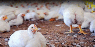Bird Flu Scare In Telangana Authorities On High Alert,Bird Flu,Health Alert,Poultry Farm,telangana,Virus Outbreakxz,Mango News,Mango News Telugu,Telangana,Telangana News,Telangana Latest News,Telangana Bird Flu,Telangana Bird Flu News,Telangana Bird Flu Latest News,Bird Flu In Telangana,Bird Flu Outbreak In Telangana,Bird Flu Strikes Telangana,Poultry Farm Infected,Chickens,Poultry,Bird Flu Outbreak Near Hyderabad Claims Thousands Of Chickens,Bird Flu In Hyderabad,Bird Flu Scare In Telangana,Telangana On High Alert In View Of Bird Flu,Latest News On Bird Flu In Telangana,Bird Flu Cases