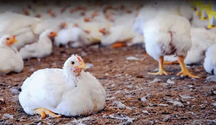 Bird Flu Scare In Telangana Authorities On High Alert,Bird Flu,Health Alert,Poultry Farm,telangana,Virus Outbreakxz,Mango News,Mango News Telugu,Telangana,Telangana News,Telangana Latest News,Telangana Bird Flu,Telangana Bird Flu News,Telangana Bird Flu Latest News,Bird Flu In Telangana,Bird Flu Outbreak In Telangana,Bird Flu Strikes Telangana,Poultry Farm Infected,Chickens,Poultry,Bird Flu Outbreak Near Hyderabad Claims Thousands Of Chickens,Bird Flu In Hyderabad,Bird Flu Scare In Telangana,Telangana On High Alert In View Of Bird Flu,Latest News On Bird Flu In Telangana,Bird Flu Cases