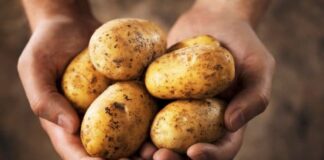 Do You Love Dishes Made With Potatoes But Take A Moment To Read This,Cancer,Does Eating Potatoes Cause Cancer?,Eating Potatoes Cause Cancer?,Otatoes,Potatoes Are Bad For Health,Mango News,Mango News Telugu,Health Tips,Food,Meals,Health Tips Telugu,Healthy Eating Tips,Healthy Eating Benefits,Health Care,Fitness,Diet Tips,Health Tips Telugu,Simple Diet,Fitness Tips,Lifestyle News In Telugu,Healthy Eating And Diet,Health Tips Eating,Potatoes,What Happens to Your Body When You Eat Potatoes,The Problem With Potatoes,Potato Side Effects,Side Effects Of Potato,Potatoes Unhealthy,Cancer Risk