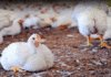 Bird Flu Scare In Telangana Authorities On High Alert,Bird Flu,Health Alert,Poultry Farm,telangana,Virus Outbreakxz,Mango News,Mango News Telugu,Telangana,Telangana News,Telangana Latest News,Telangana Bird Flu,Telangana Bird Flu News,Telangana Bird Flu Latest News,Bird Flu In Telangana,Bird Flu Outbreak In Telangana,Bird Flu Strikes Telangana,Poultry Farm Infected,Chickens,Poultry,Bird Flu Outbreak Near Hyderabad Claims Thousands Of Chickens,Bird Flu In Hyderabad,Bird Flu Scare In Telangana,Telangana On High Alert In View Of Bird Flu,Latest News On Bird Flu In Telangana,Bird Flu Cases