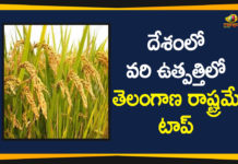Agriculture Market News, FCI procures highest quantity rice from, FCI Says Telangana State is the Top in Paddy Production, Paddy Production, Paddy Production Telangana, telangana, telangana agriculture development, Telangana Agriculture News, Telangana State is the Top in Paddy Production, Telangana top in nation-wide paddy procurement