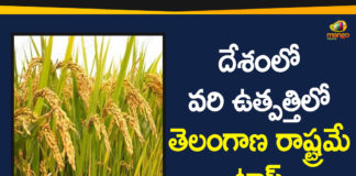 Agriculture Market News, FCI procures highest quantity rice from, FCI Says Telangana State is the Top in Paddy Production, Paddy Production, Paddy Production Telangana, telangana, telangana agriculture development, Telangana Agriculture News, Telangana State is the Top in Paddy Production, Telangana top in nation-wide paddy procurement