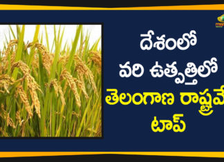 Agriculture Market News, FCI procures highest quantity rice from, FCI Says Telangana State is the Top in Paddy Production, Paddy Production, Paddy Production Telangana, telangana, telangana agriculture development, Telangana Agriculture News, Telangana State is the Top in Paddy Production, Telangana top in nation-wide paddy procurement