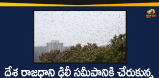 Delhi Environment Minister, Desert Locusts, Locusts Reached to Gurugram and Delhi Outskirts, Swarms Of Desert Locusts, Swarms Of Desert Locusts Reached to Gurugram