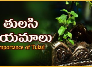 Importance of Tulasi,Holy Basil,Tulasi Niyamalu,Prathi Udayam Mana kosam,Importance and significance of Tulasi plant,Tulasi is a sacred plant,Hindu Religion,Tulasi plant in the house is very ascipious,Rama tulasi,Krishna tulasi,Tulasi plants also used in Ayurveda medicines,tulasi cures more diseases and even depression,earthly manifestation of the goddess Tulasi,consort of the god Vishnu,ritualistic worship of Vishnu,Importance of Tulasi Plant