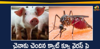 Another Chinese virus, Cat Que Virus, Cat Que Virus from China, Cat Que Virus from China has Potential to Cause Disease in India, cat que virus news, cat que virus updates, China, china new virus, ICMR, ICMR Warns Cat Que Virus from China, ICMR warns of another virus from China, New Virus From China