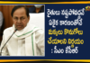 CM KCR, CM KCR Announces Govt will Purchase Maize Crop, CM KCR Review on Purchase of Rainy Season Crops, Maize Crop Rs 1850 per Quintal, Purchase of Rainy Season Crops In Telangana, Rainy Season Crops, Telangana Agricultural News, telangana agriculture budget, Telangana Agriculture News, Telangana CM KCR