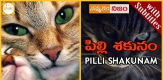 Superstitions about Cats,superstitions,black cats,black cat,Superstition or Belief,Nammakam Nijam,Bhakti,people believe cats,considered bad luck,superstitions associated with cats,Pilli Shakunam,devotional
