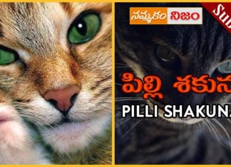 Superstitions about Cats,superstitions,black cats,black cat,Superstition or Belief,Nammakam Nijam,Bhakti,people believe cats,considered bad luck,superstitions associated with cats,Pilli Shakunam,devotional