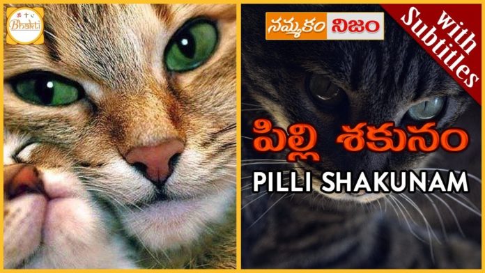 Superstitions about Cats,superstitions,black cats,black cat,Superstition or Belief,Nammakam Nijam,Bhakti,people believe cats,considered bad luck,superstitions associated with cats,Pilli Shakunam,devotional