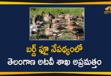 Bird Flu, Bird Flu Cases, bird flu in Bengaluru, Bird Flu Outbreak, Centre confirms bird flu, Centre Confirms Bird Flu Cases, Centre confirms bird flu outbreak, Centre Confirms Outbreak Of Bird Flu, Mango News Telugu, Measures to Prevent Bird Flu, Outbreak Of Bird Flu, Telangana Forest Department, Telangana Forest Department Measures to Prevent Bird Flu, Telangana Measures to Prevent Bird Flu